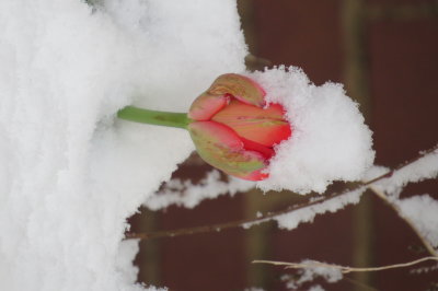 tulip in the snow