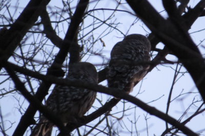 2 owls at dusk