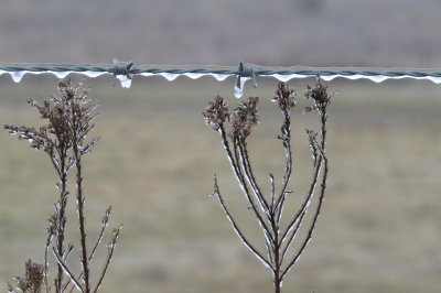 ice in weeds and barbed wire