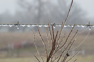 ice in weeds and barbed wire