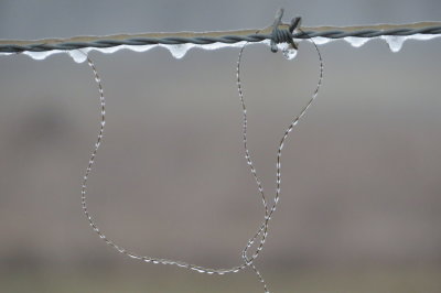 frozen rain on horse hair and barbed wire