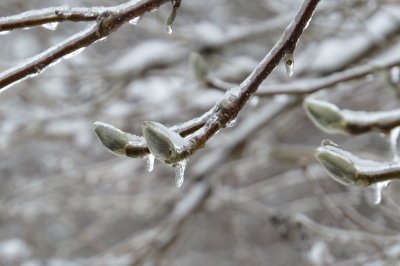 frozen magnolia buds