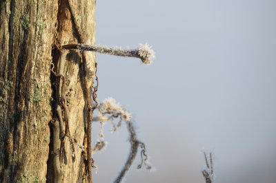 frosty nail