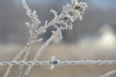 farm frost