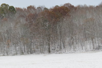 leaf bare trees in snow