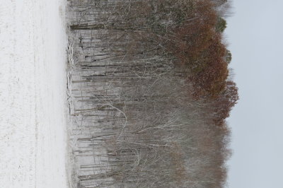 stark snow covered trees