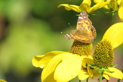 butterflies & moths