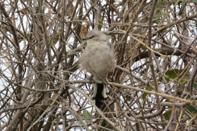 bird