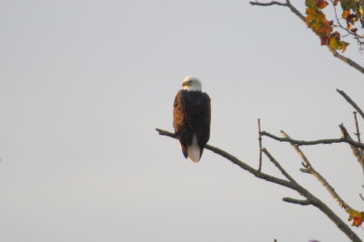 lone eagle