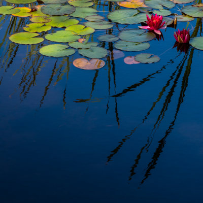 Red water lilies.jpg