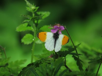 oranjetipje - Anthocharis cardamines