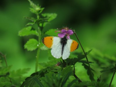 oranjetipje - Anthocharis cardamines 