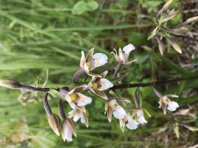 Moeraswespenorchis - Epipactis palustris