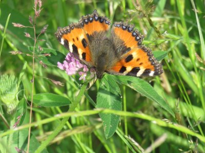 kleine vos - Aglais urticae