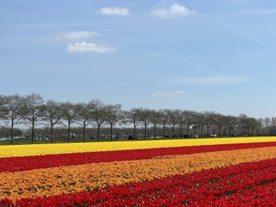 HAARLEMMERMEER