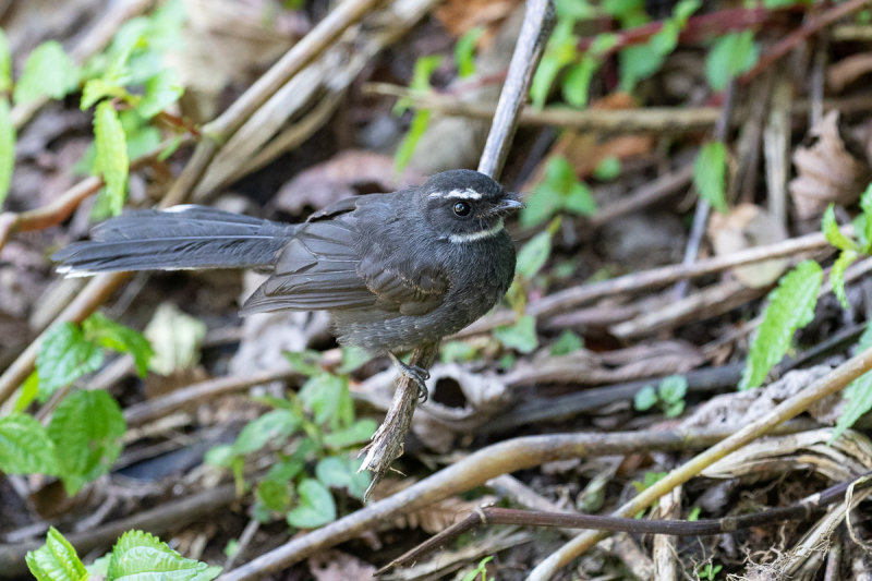 White-throated Fantail (Rhipidura albicollis)