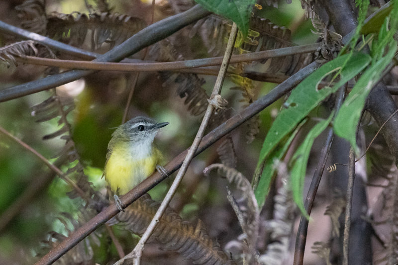 Bamboo Bush Warbler (Abroscopus superciliaris papilio)