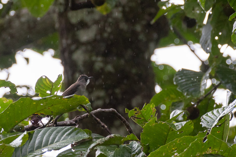 Cinereous Bulbul (Hemixos cinereus cinereus)