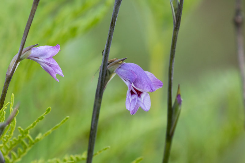 Gladiolus sp.