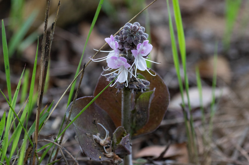 Ocimum obovatum