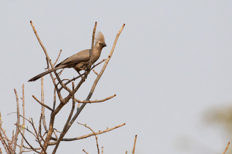 Grey Go-away-Bird (Corythaixoides concolor)