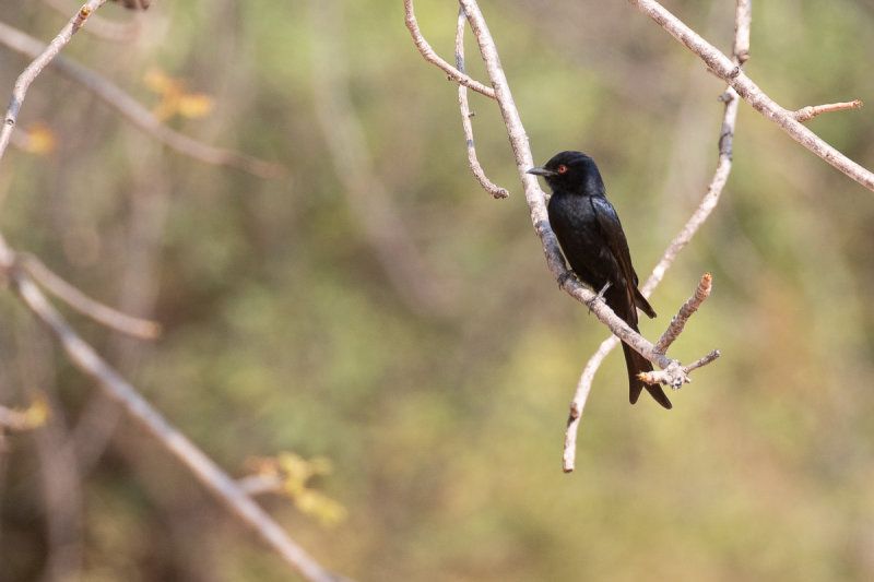 Fork-tailed Drongo (Dicrurus adsimilis)