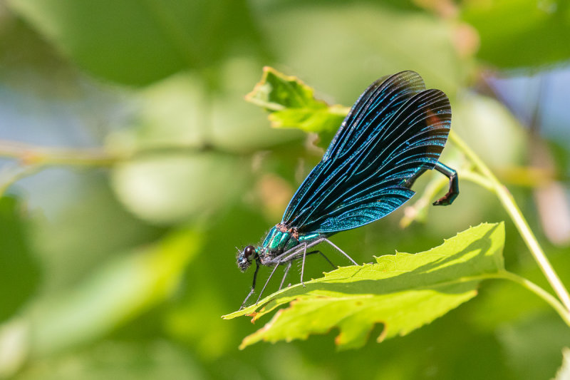 Beautiful Demoiselle (Calopteryx virgo)