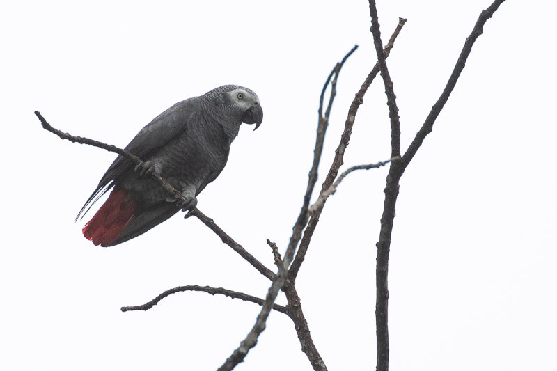 Timneh Parrot (Psittacus timneh princeps)