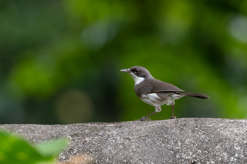 Dohrns Warbler (Sylvia dohrni)