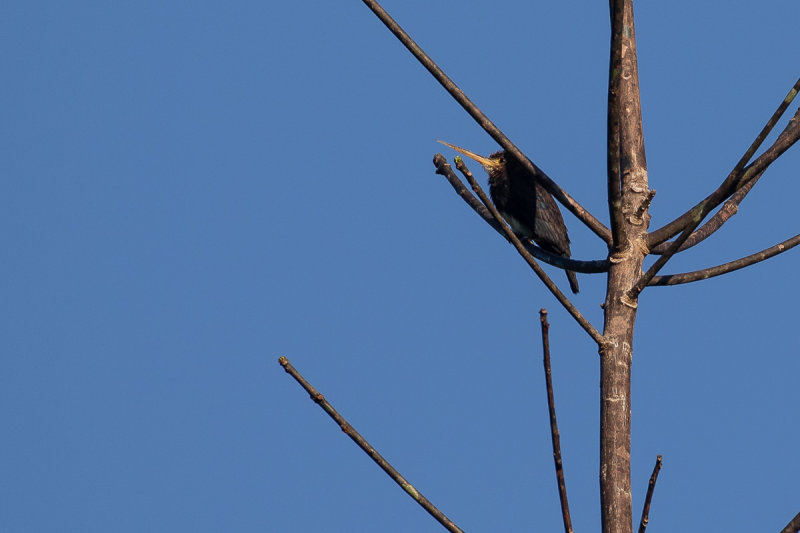 Brown Jacamar (Brachygalba lugubris)