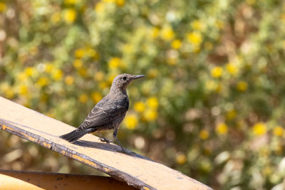 Blue Rock Thrush (Monticola solitarius solitarius)