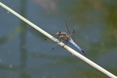 Black-tailed Skimmer (Orthetrum cancellatum) 