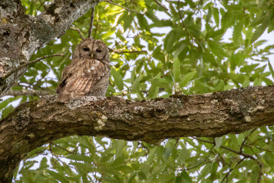 Mahgreb Wood Owl (Strix mauritanica)