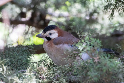 Eurasian Jay (Garrulus glandarius cervicalis)