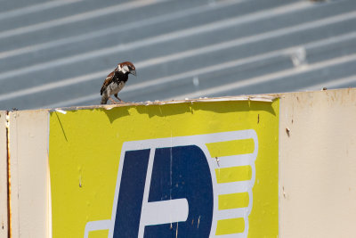 Spanish Sparrow (Passer hispaniolensis hispaniolensis)