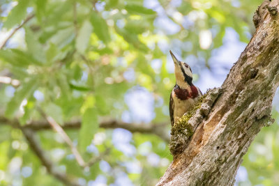 Great Spotted Woodpecker (Dendrocopos major numidus)