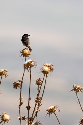 European Stonechat (Saxicola rubicola rubicola)