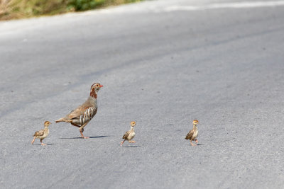 Barbary Partridge (Alectoris barbara barbara)