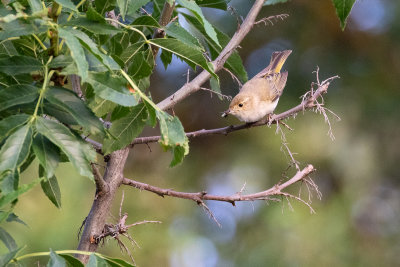 Western Bonelli's Warbler  (Phylloscopus bonelli)