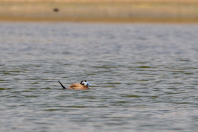 White-headed Duck (Oxyura leucocephala)