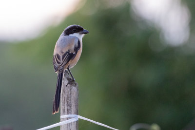 Long-tailed Shrike (Lanius schach)