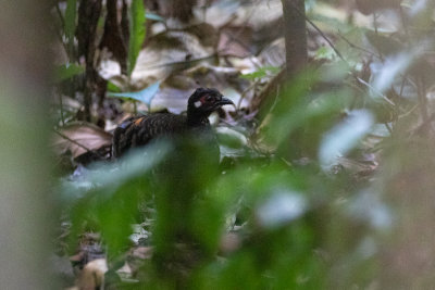 Sumatran Partridge (Arborophila sumatrana)