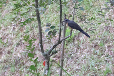 Sunda Brush Cuckoo (Cacomantis sepulcralis)