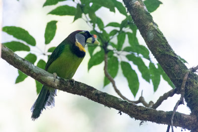 Fire-tufted Barbet (Psilopogon pyrolophus)