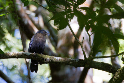 Javan Cochoa (Cochoa azurea)