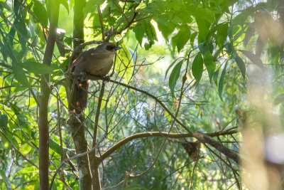 Javan Laughingthrush (Garrulax rufifrons)