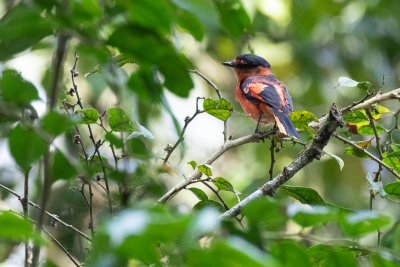 Sunda Minivet (Pericrocotus miniatus)