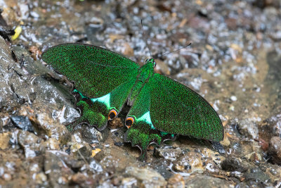 Peacock Swallowtail (Papilio paris gedeensis)