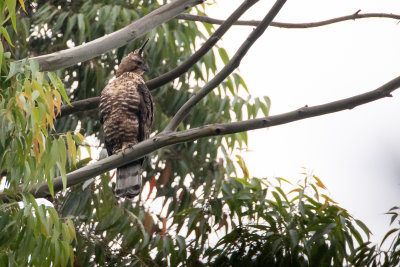 Javan Hawk-eagle (Nisaetus bartelsi)