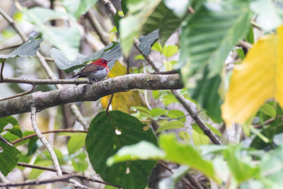 Javan Sunbird (Aethopyga mystacalis)